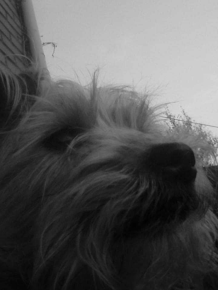 Daizy a rejoint le concours — aidez-le/la à gagner de superbes lots ! australian_silky_terrier, bearded_collie, black_and_white, cairn_terrier, canidae, carnivore, dog, dog_breed, ear, glen_of_imaal_terrier, irish_soft_coated_wheaten_terrier, miniature_schnauzer, monochrome, skye_terrier, small_terrier, snout, terrier, tibetan_terrier, toy_dog, yorkshire_terrier