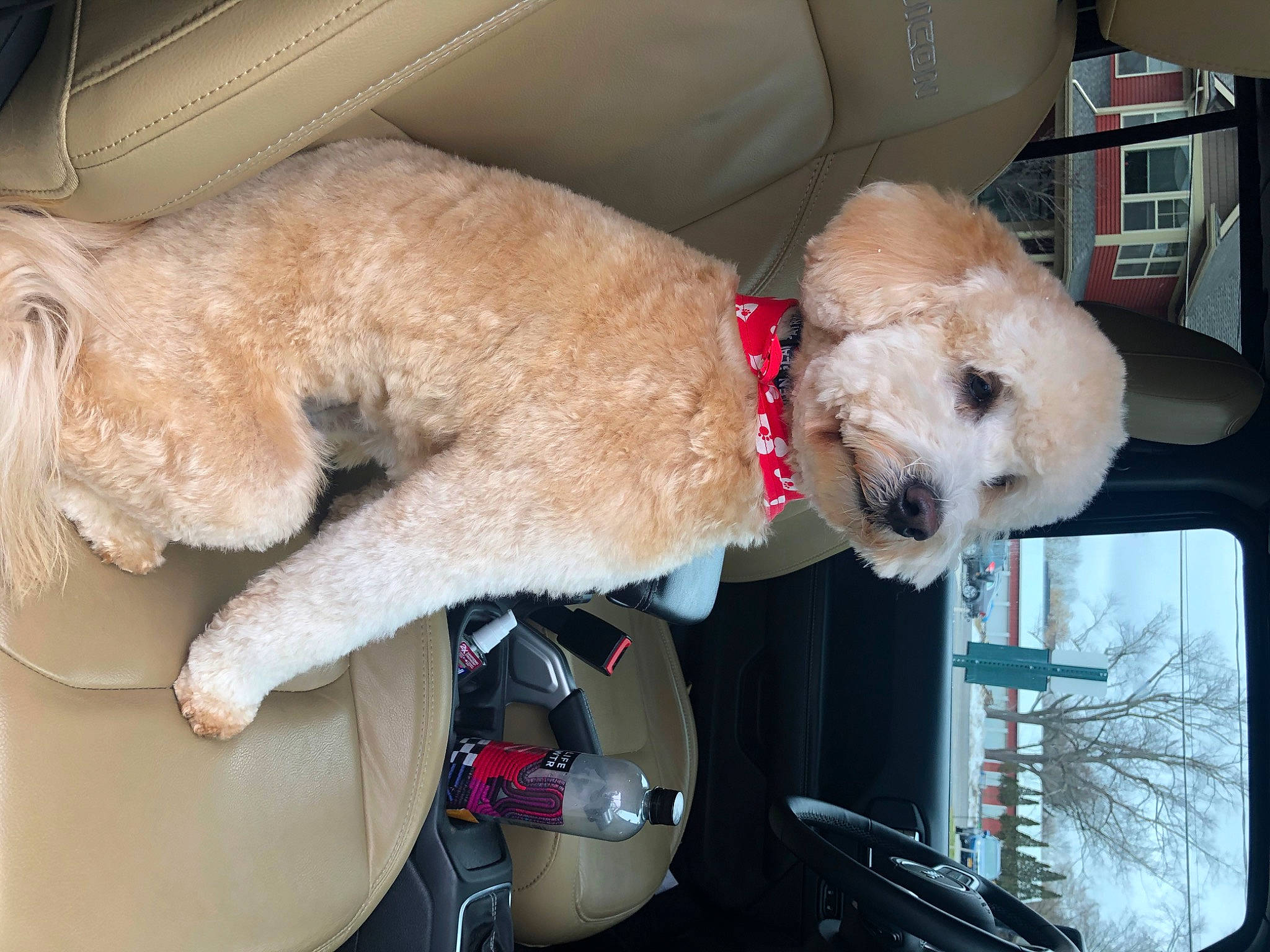 Brady joined the competition — help win amazing prizes! canidae, carnivore, cockapoo, companion_dog, dog, dog_breed, fawn, goldendoodle, labradoodle, mammal, miniature_poodle, non_sporting_group, poodle, poodle_crossbreed, puppy_love, snout, sporting_group, standard_poodle, toy_poodle, vertebrate