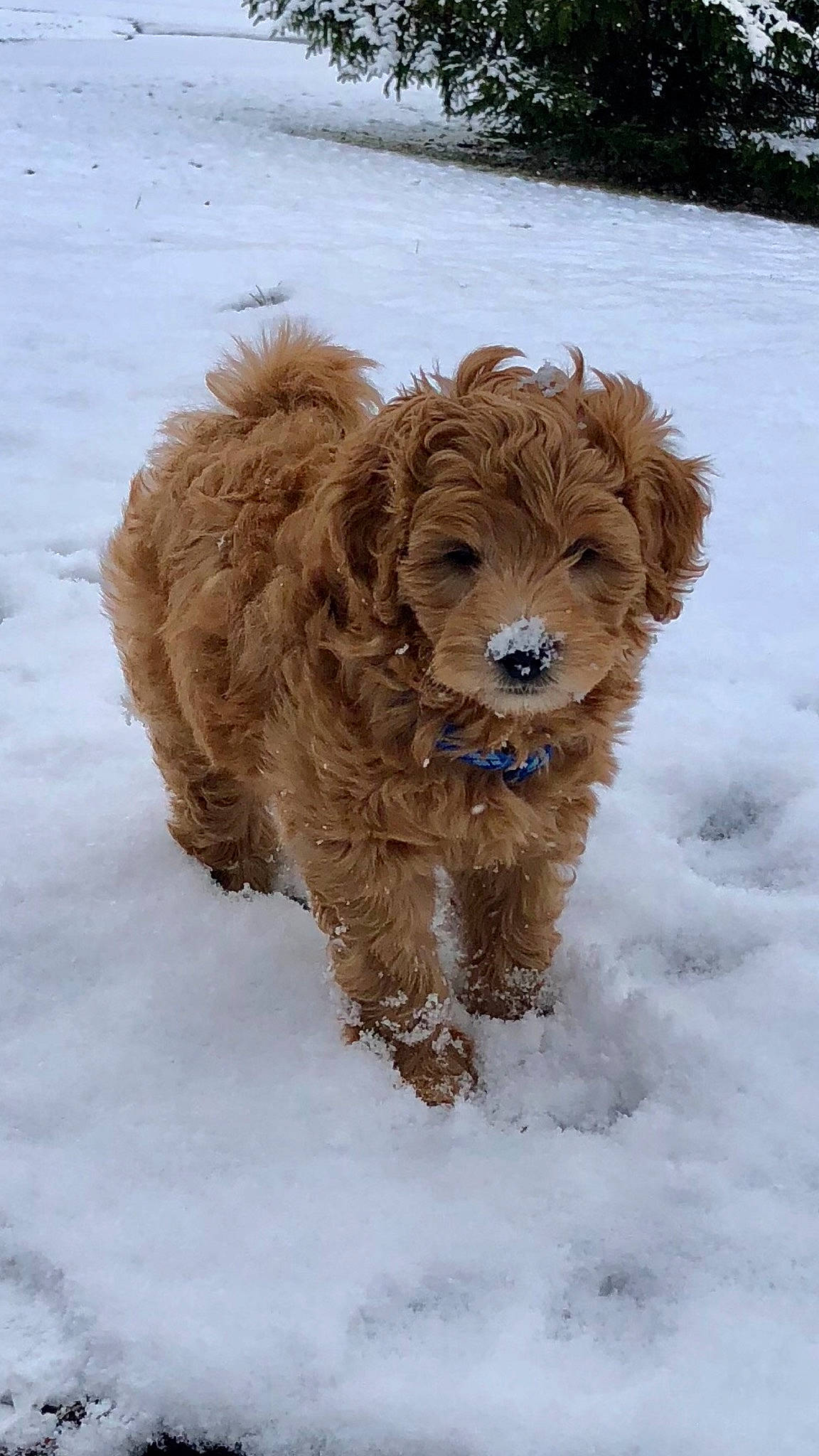 Brady joined the competition — help win amazing prizes! barbet, canidae, carnivore, cavapoo, cockapoo, dog, dog_breed, dutch_smoushond, goldendoodle, havanese, maltepoo, mammal, miniature_poodle, poodle, poodle_crossbreed, schnoodle, snow, sporting_group, toy_poodle, vertebrate