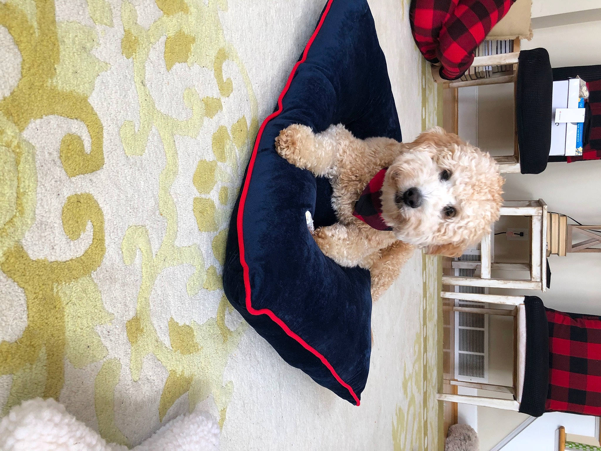 Brady joined the competition — help win amazing prizes! canidae, carnivore, cockapoo, companion_dog, dog, dog_breed, goldendoodle, labradoodle, miniature_poodle, non_sporting_group, pattern, plaid, poodle, puppy, puppy_love, standard_poodle, stuffed_toy, teddy_bear, toy_dog, toy_poodle