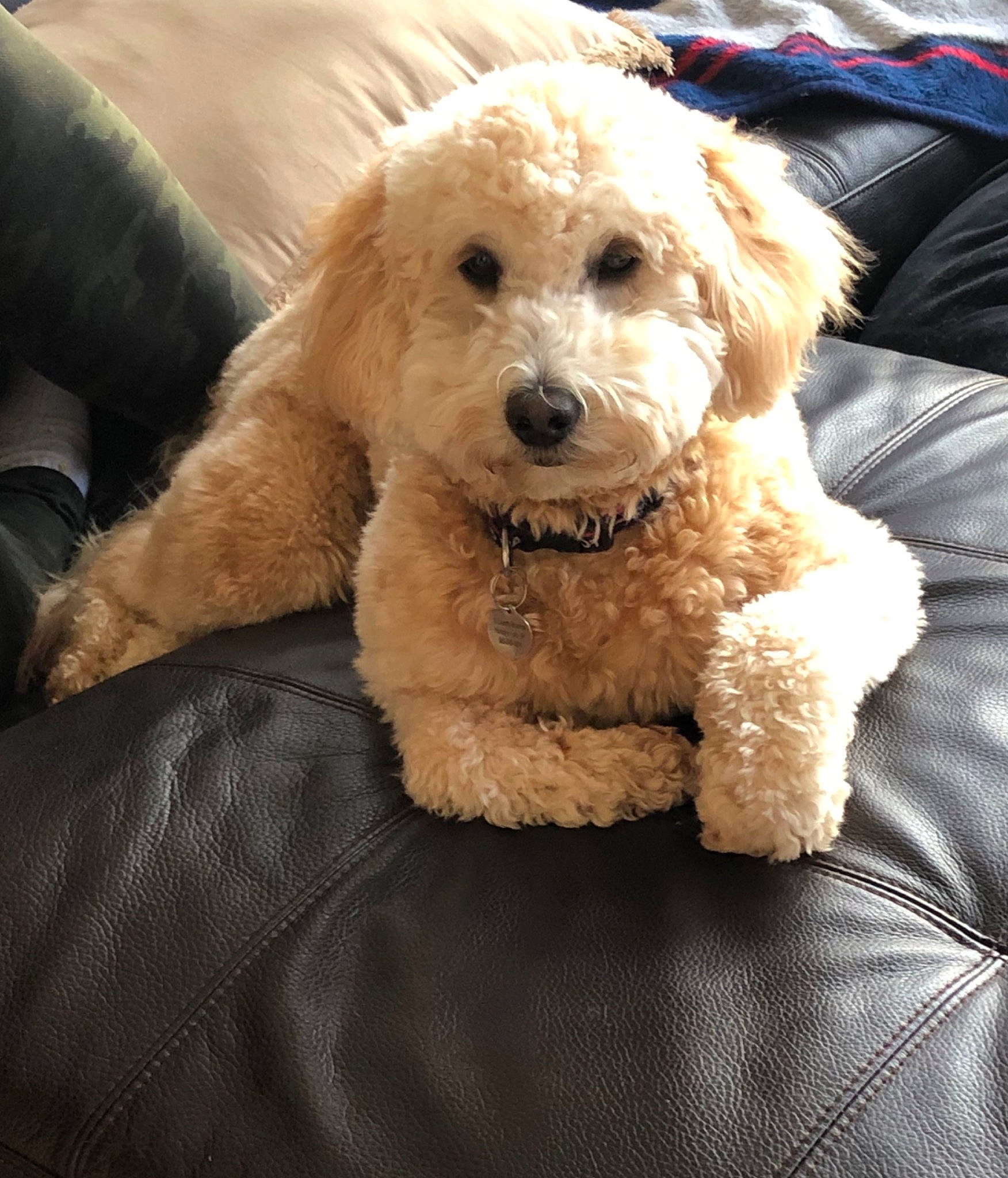 Brady joined the competition — help win amazing prizes! canidae, carnivore, cavachon, cavapoo, cockapoo, companion_dog, dog, dog_breed, goldendoodle, labradoodle, maltepoo, mammal, miniature_poodle, poodle, poodle_crossbreed, puppy, schnoodle, snout, toy_poodle, vertebrate