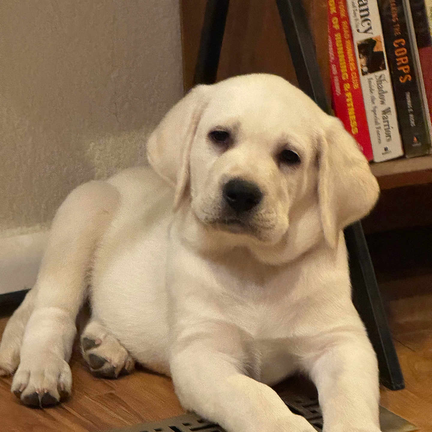 Riley Ryder is registered to the contest to win money with this photo: animal, books, bookshelf, cute, dog, domestic_animal, ears, floor, indoor, labrador, laying_down, paw, pet, puppy, relaxed, snout, vent, white_dog, wooden_floor, young_dog