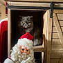 Cash is registered to the contest to win money with this photo: cat, gray_cat, yellow_eyes, wooden_cubby, vintage_santa, santa_claus_doll, curly_beard, red_hat, indoor, decor, holiday, christmas, furniture, cozy, pet, fur, whiskers, face, toy, curious