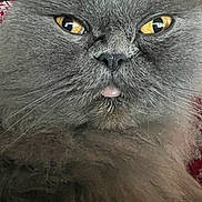 Cash is registered to the contest to win money with this photo: cat, gray_cat, close_up, yellow_eyes, fluffy_fur, tongue_out, pet, animal, cute, face, whiskers, nose, fur_texture, indoor, portrait, mammal, feline, expression, soft_lighting, domestic_animal