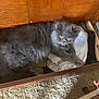 Cash is registered to the contest to win money with this photo: cat, gray_cat, fluffy, drawer, clothes, wooden_furniture, yellow_eyes, indoor, carpet, curious, pet, feline, cozy, resting, home, soft_fur, paw, looking_up, hidden, comfortable