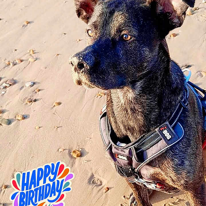 Ryuk participe au concours pour gagner de l'argent avec cette photo : accessories, animal, beach, canine, coast, dog, harness, hound, nature, outdoors, pet, pig, policedog, sea, shoreline, snout, strap, sunglasses, text, water