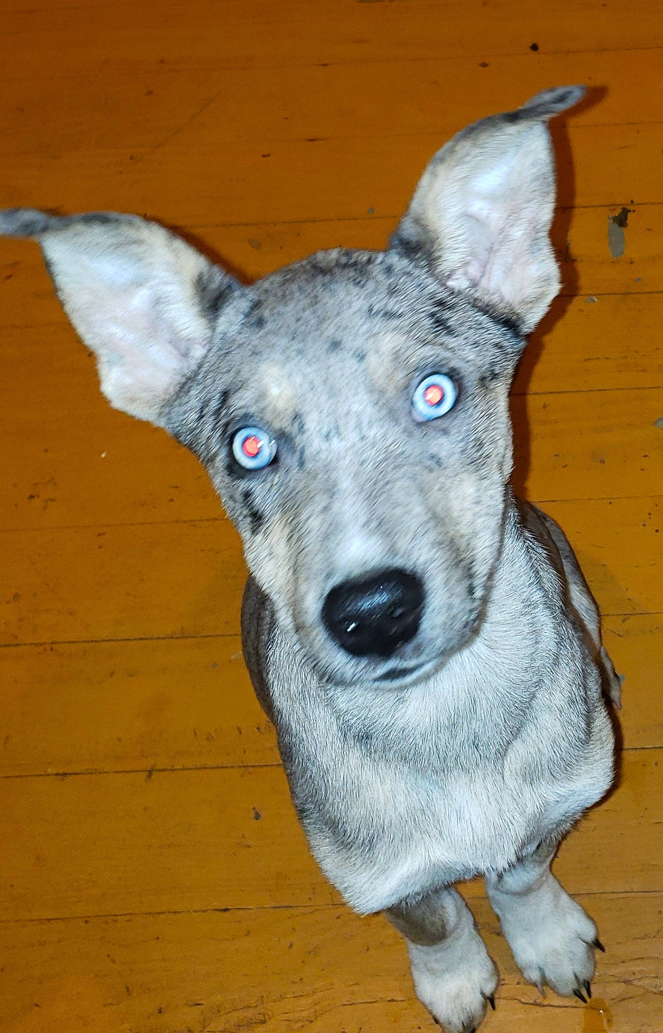 Bonnie Mae is registered to the contest to win money with this photo: ancient_dog_breeds, art, canidae, carnivore, collar, companion_dog, dog, dog_breed, dog_supply, drawing, fawn, grey, non_sporting_group, pattern, terrestrial_animal, whiskers, wood, working_animal