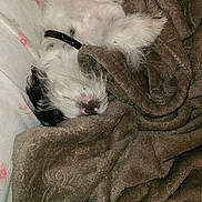 Panda joined the competition — help win amazing prizes! puppy, dog, sleeping, blanket, cozy, fur, collar, bed, bedding, indoor, cute, pet, comfort, rest, animal, snuggle, white_fur, black_fur, soft, relax