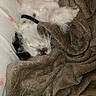 puppy, dog, sleeping, blanket, cozy, fur, collar, bed, bedding, indoor, cute, pet, comfort, rest, animal, snuggle, white_fur, black_fur, soft, relax
