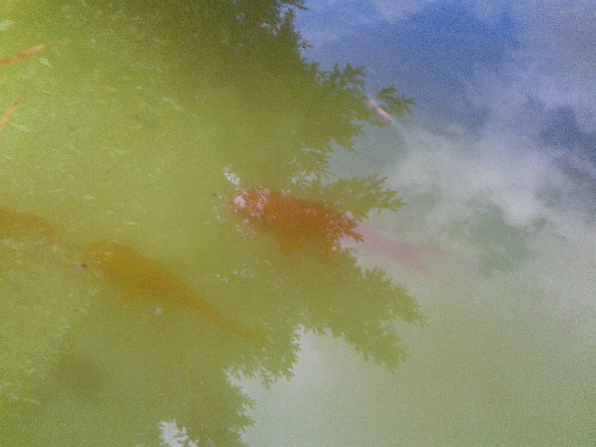 Reine Des Neiges De Papillon