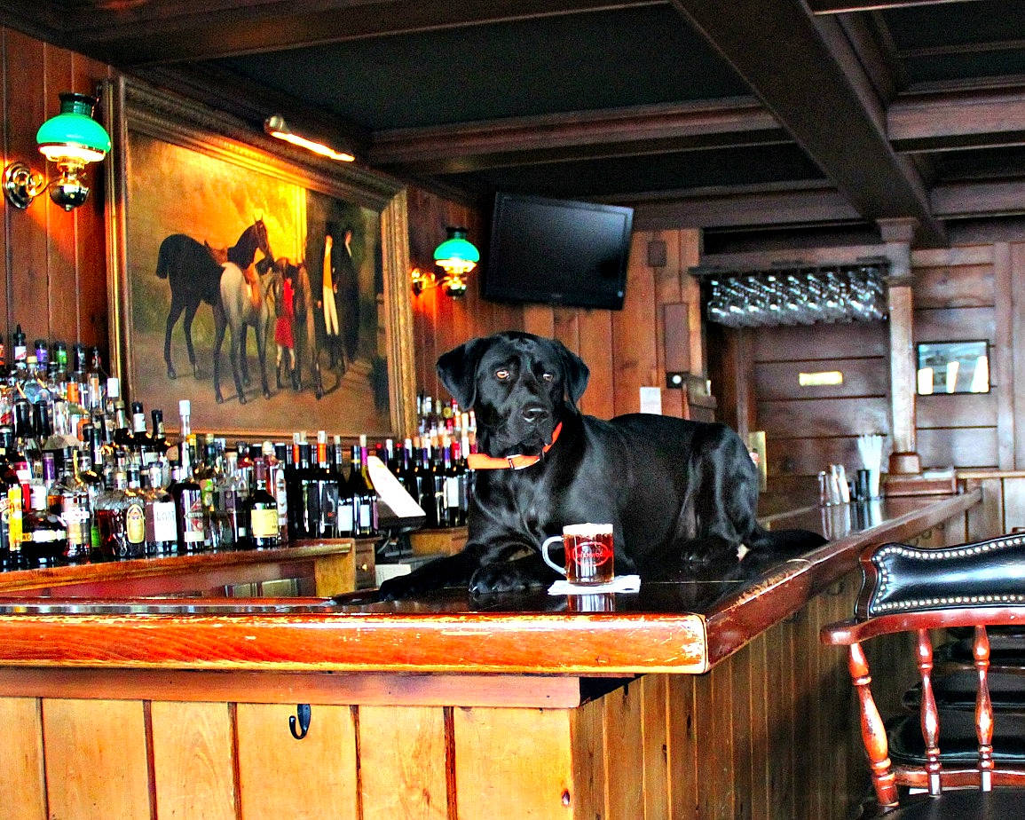 Stella joined the competition — help win amazing prizes! bar, barware, beer, canidae, companion_dog, distilled_beverage, dog, drink, liqueur, pub, restaurant, sporting_group, table, tavern