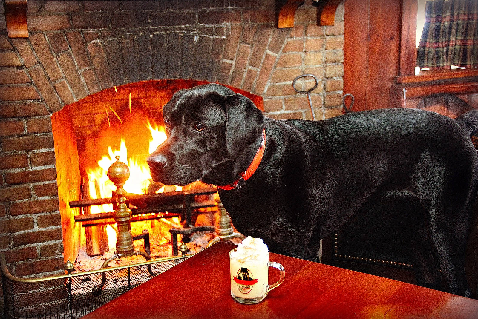 Stella is registered to the contest to win money with this photo: canidae, carnivore, dog, dog_breed, drink, heat, labrador_retriever, retriever, snout, sporting_group