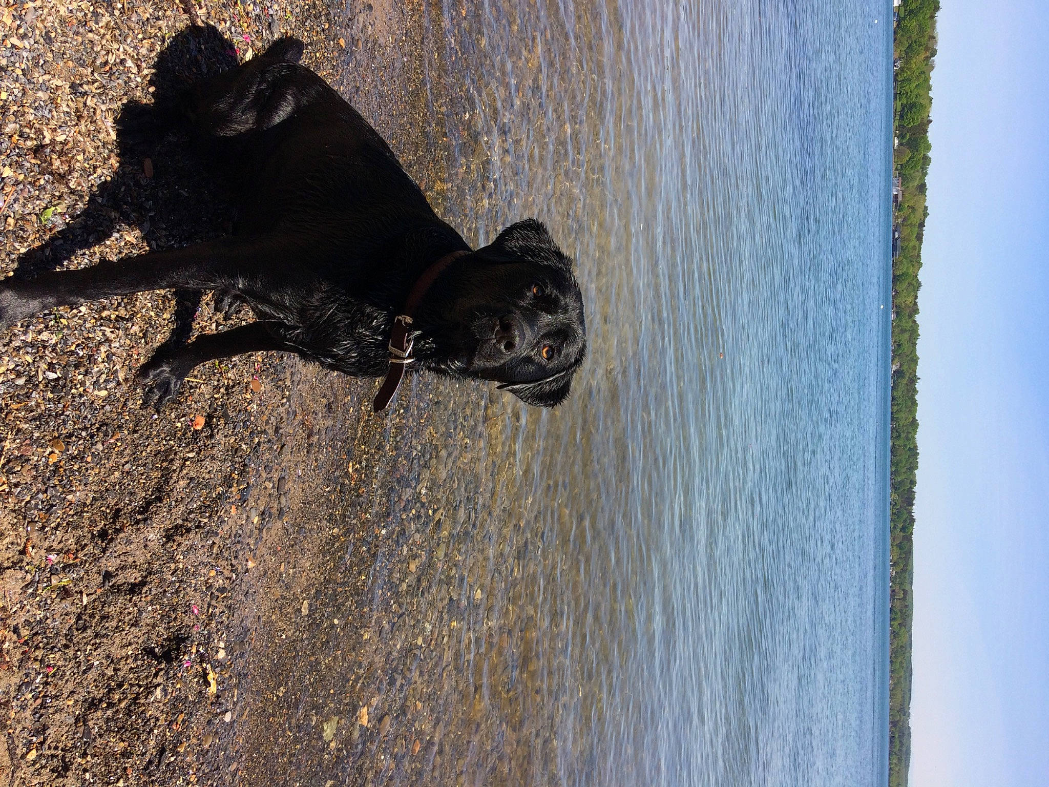 Stella is registered to the contest to win money with this photo: bug, insect, organism, plant, shadow, snout, tree, wall, wood