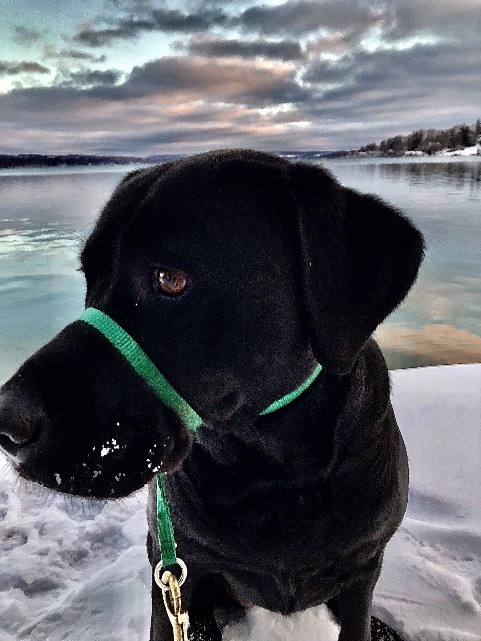 Stella is registered to the contest to win money with this photo: beagador, borador, canidae, carnivore, collar, dog, dog_breed, dog_collar, hunting_dog, labrador_retriever, photography, pointing_breed, retriever, snout, sporting_group, winter