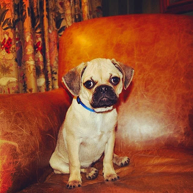 Lila is registered to the contest to win money with this photo: ancient_dog_breeds, canidae, carnivore, companion_dog, dog, dog_breed, fawn, mammal, pug, puggle, puppy, puppy_love, rare_breed_dog, snout, sporting_group, toy_dog, vertebrate, whiskers