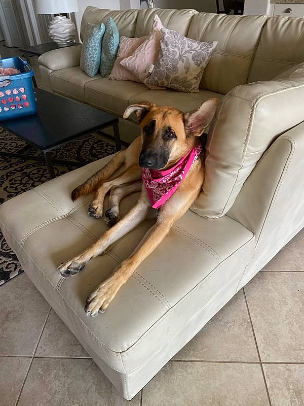 Nero Williams is registered to the contest to win money with this photo: carnivore, collar, comfort, companion_dog, couch, dog, dog_breed, dog_supply, fawn, floor, flooring, hardwood, home, liver, living_room, pet_supply, room, sofa_bed, studio_couch, working_animal