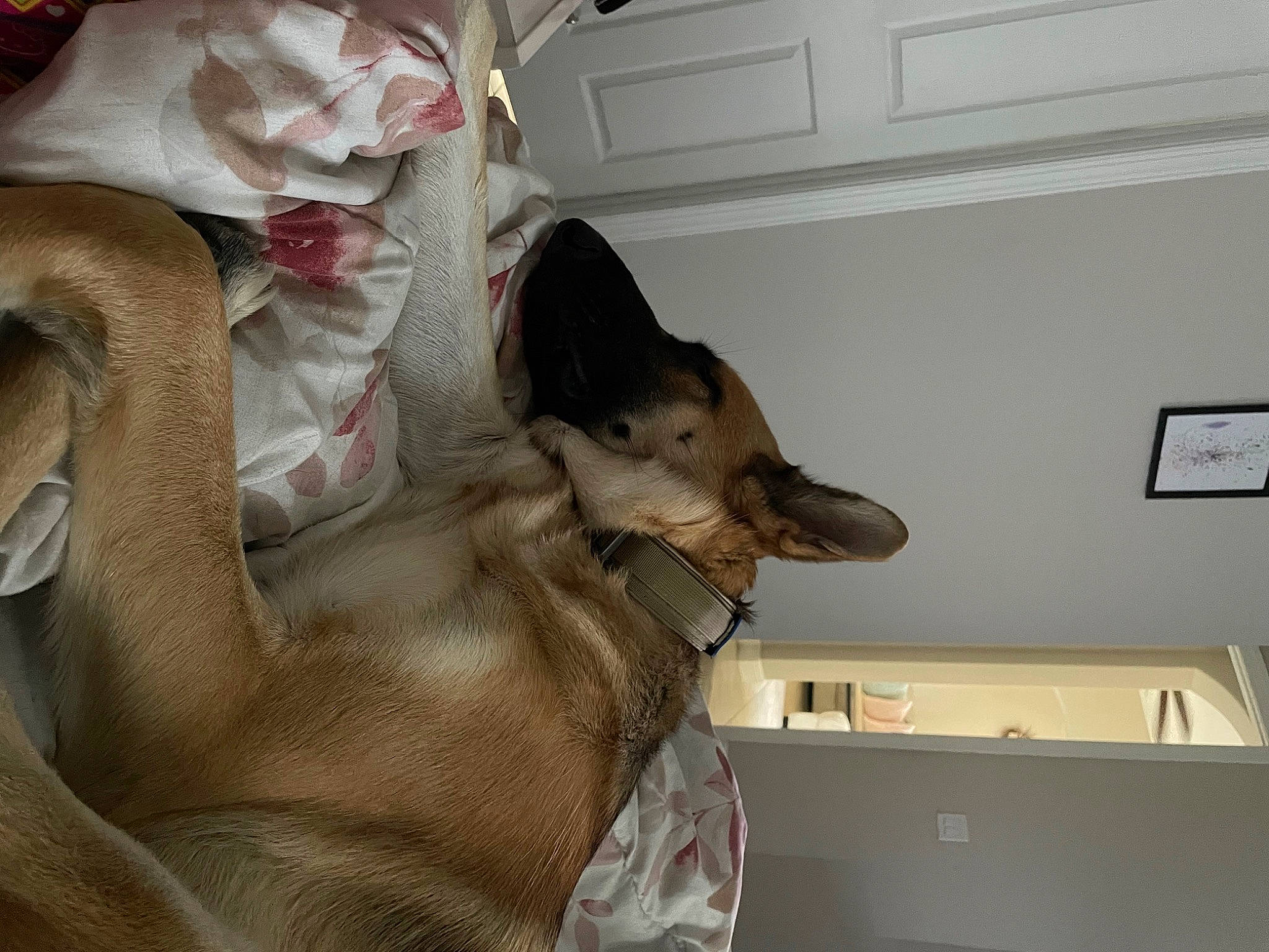 Nero Williams is registered to the contest to win money with this photo: carnivore, collar, comfort, companion_dog, dog, dog_breed, fawn, felidae, fur, guard_dog, jaw, linens, picture_frame, room, small_to_medium_sized_cats, tail, weimaraner, whiskers, window, wood