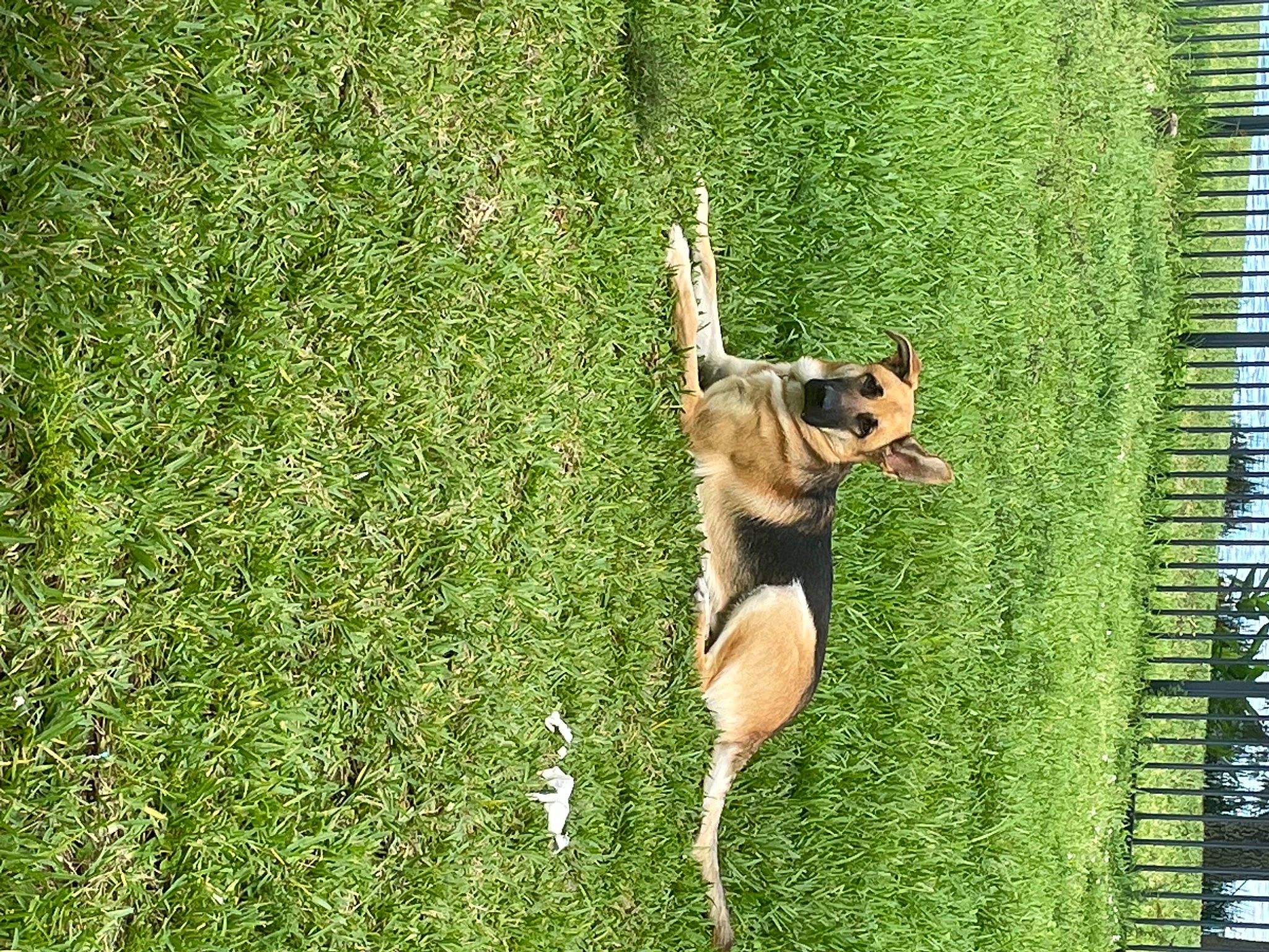 Nero Williams joined the competition — help win amazing prizes! animal_sports, canidae, carnivore, companion_dog, dog, dog_breed, dog_sports, fawn, fun, grass, green, groundcover, guard_dog, lawn, leisure, people_in_nature, plant, recreation, sporting_group, tail