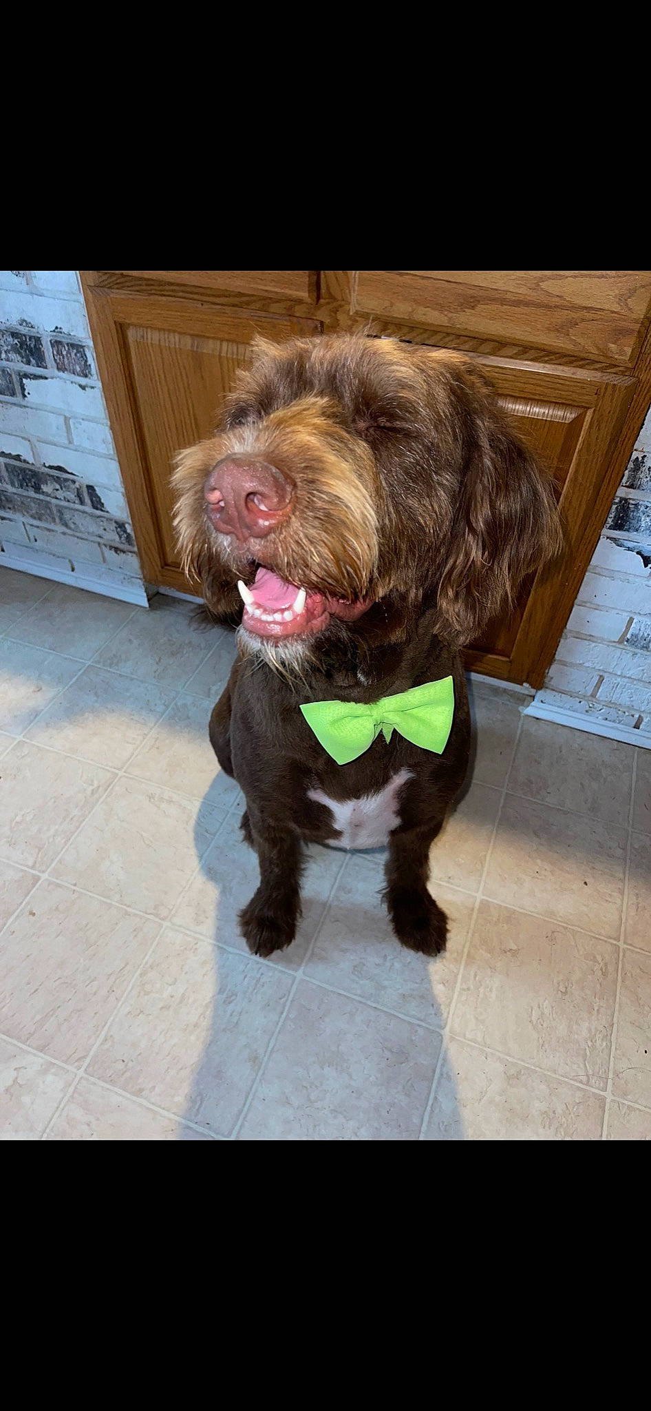Tux is registered to the contest to win money with this photo: canidae, carnivore, collar, companion_dog, dog, dog_breed, dog_collar, fashion_accessory, fawn, flooring, fur, leash, liver, pudelpointer, snout, spaniel, sporting_group, terrier, water_dog, working_animal