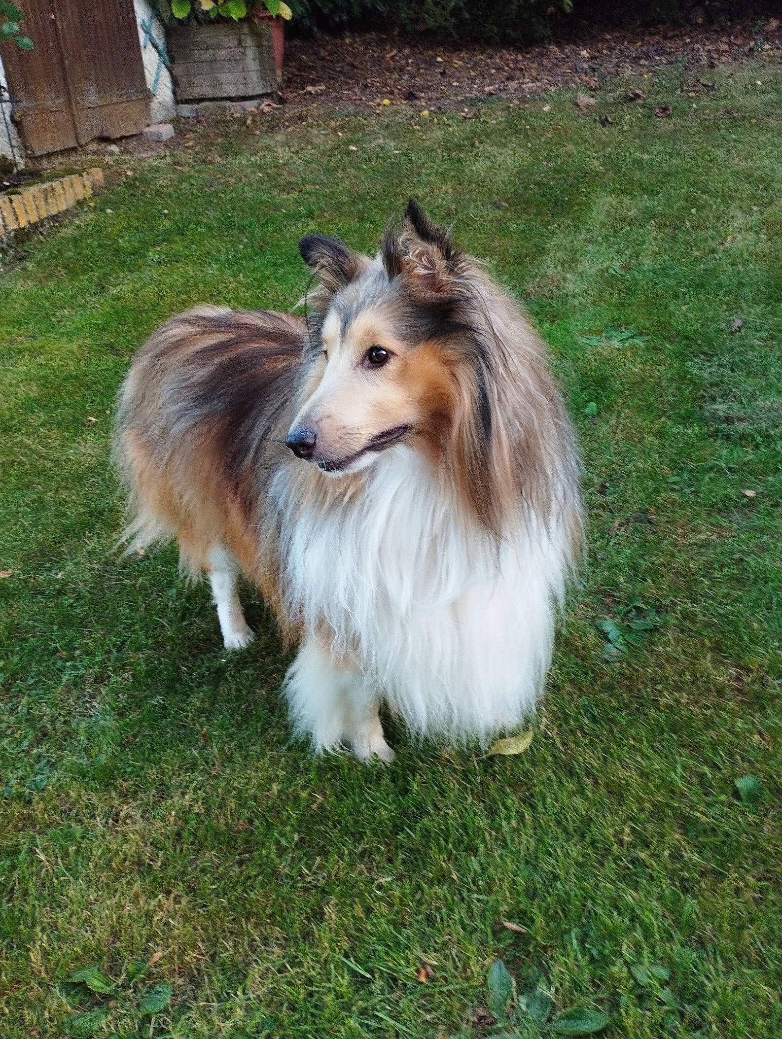 Ready a rejoint le concours — aidez-le/la à gagner de superbes lots ! canidae, carnivore, collie, companion_dog, dog, dog_breed, fur, grass, herding_dog, plant, rough_collie, shetland_sheepdog, snout, sporting_group, terrestrial_animal, working_dog