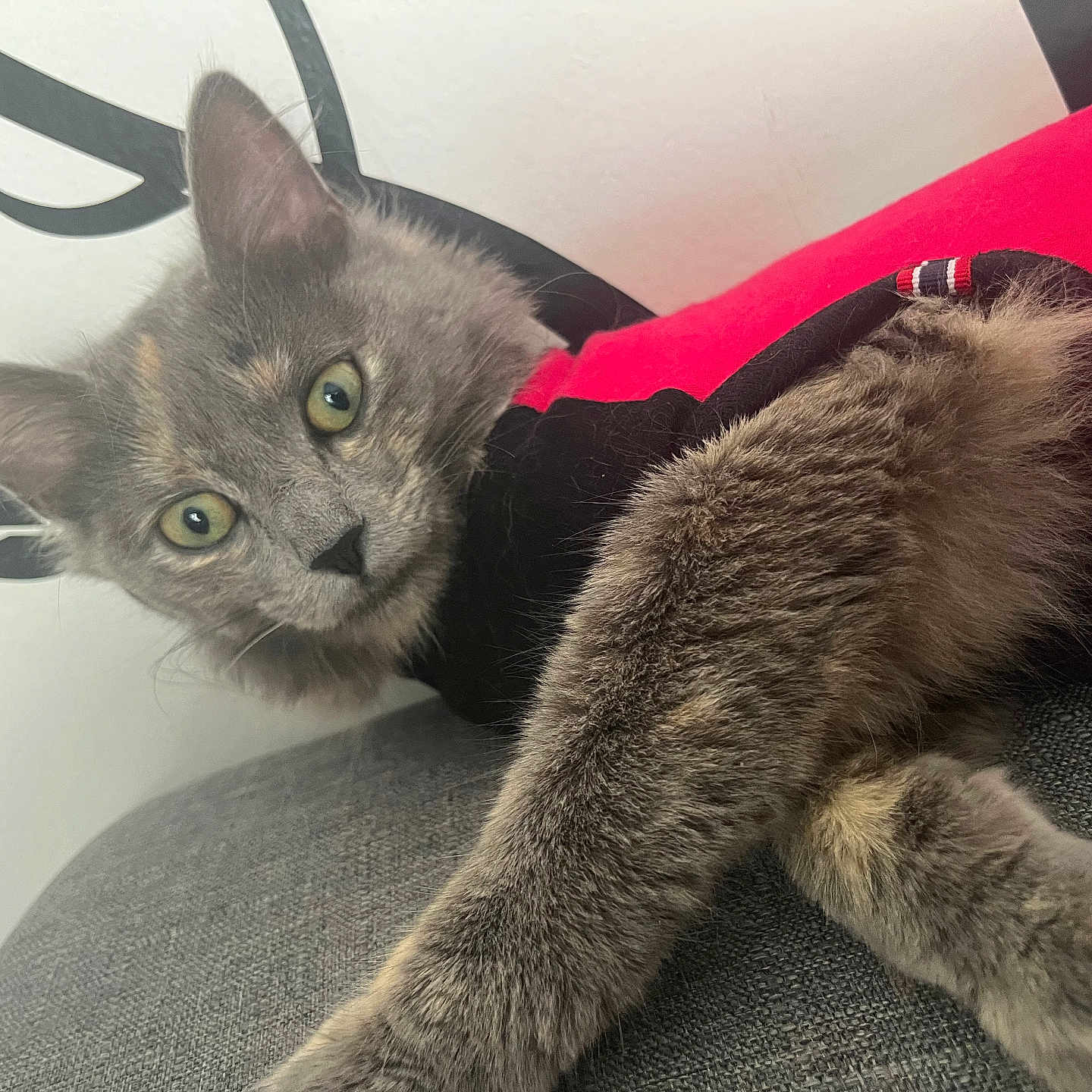 Bella participe au concours pour gagner de l'argent avec cette photo : animal, black_clothing, cat, closeup, costume, couch, curious, cute, domestic_cat, feline, fur, furry, gray_cat, green_eyes, indoor, paw, pet, portrait, red_clothing, relaxed