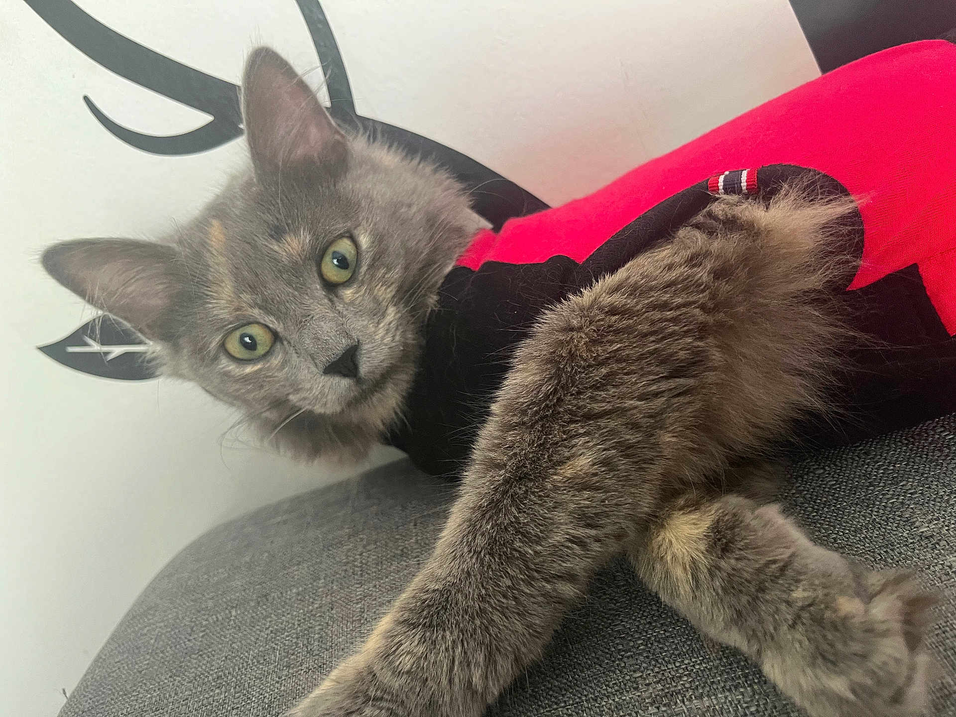 Bella