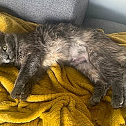 Bella participe au concours pour gagner de l'argent avec cette photo : animal, blanket, cat, comfortable, couch, cozy, fluffy, fur, furniture, gray_cat, green_eyes, home, indoor, laying_down, pet, relaxing, soft_texture, tail, whiskers, yellow_blanket