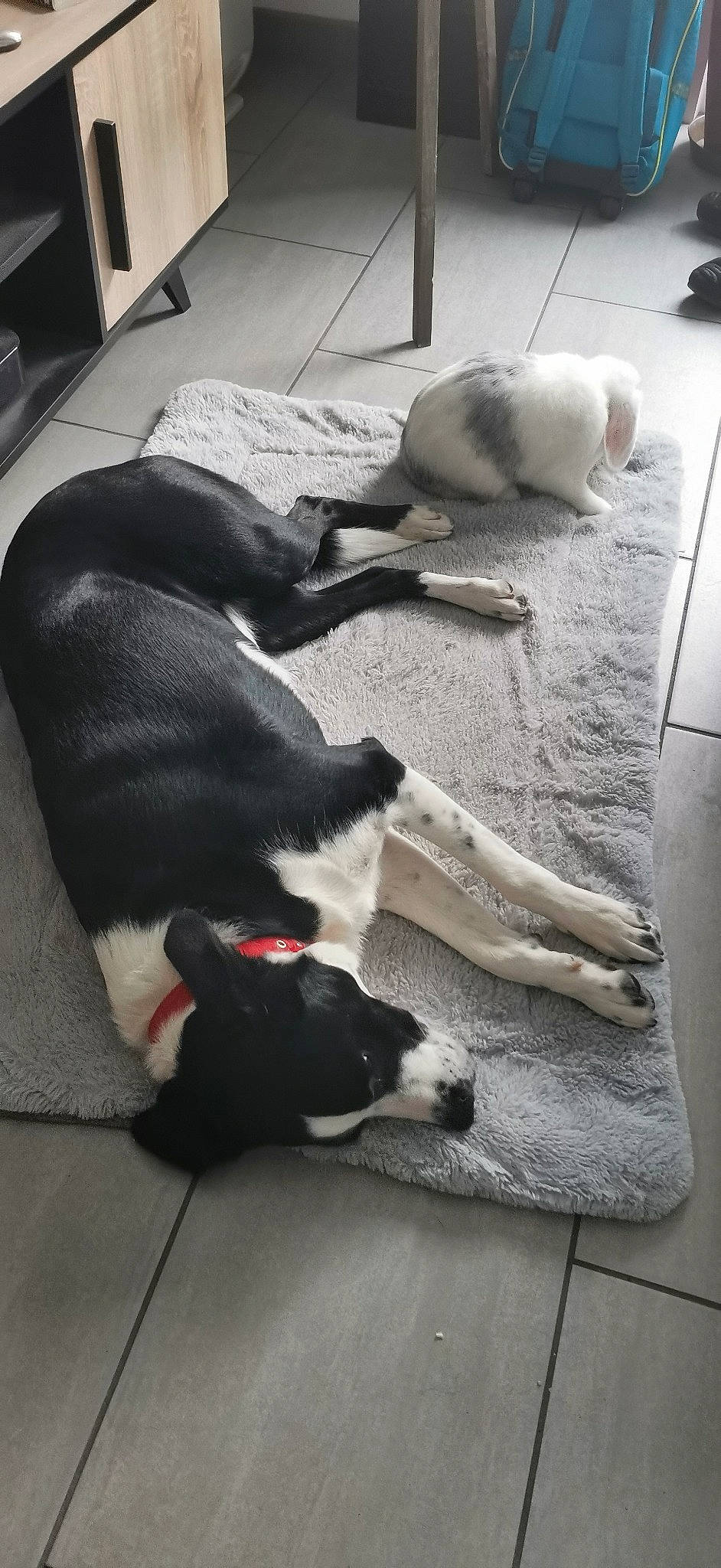 Pitchoune a rejoint le concours — aidez-le/la à gagner de superbes lots ! carnivore, comfort, companion_dog, computer_keyboard, dog, dog_breed, flooring, fur, grey, guard_dog, hardwood, input_device, mammal, peripheral, pet_supply, room, tail, vertebrate, whiskers, working_animal