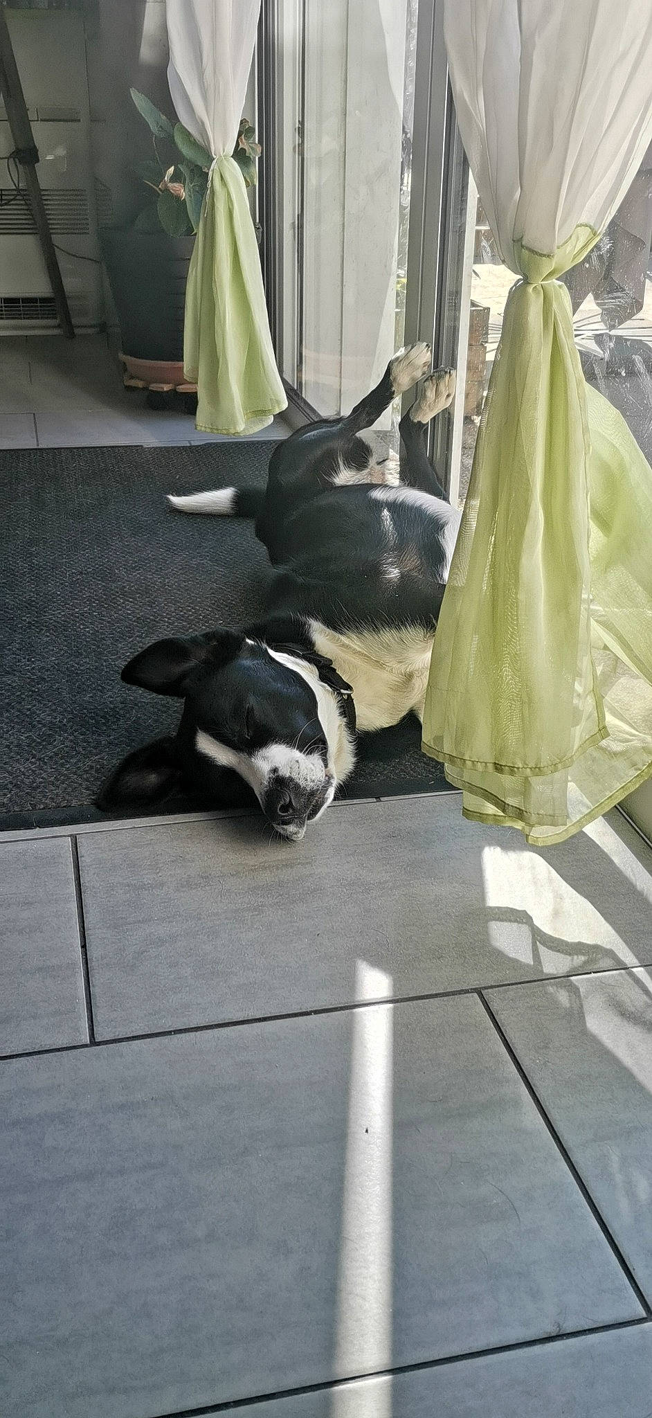 Pitchoune a rejoint le concours — aidez-le/la à gagner de superbes lots ! canidae, carnivore, companion_dog, dog_breed, fawn, flightless_bird, floor, flooring, fur, grass, grey, plastic_bag, road_surface, sidewalk, snout, sporting_group, street, tail, terrestrial_animal, working_animal