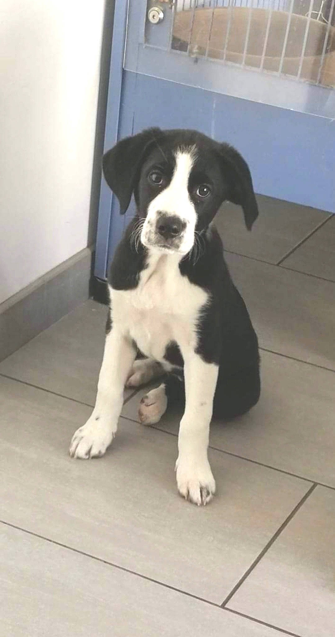 Pitchoune participe au concours pour gagner de l'argent avec cette photo : borador, boston_terrier, carnivore, companion_dog, dog, dog_breed, floor, flooring, fur, gun_dog, hardwood, paw, snout, sporting_group, tail, tile_flooring, whiskers, wood, working_animal, working_dog