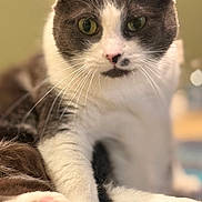 Sky joined the competition — help win amazing prizes! cat, animal, pet, feline, whiskers, paw, close_up, indoor, relaxed, gray, white, fur, cute, mammal, domestic, curious, soft_focus, portrait, laying, pink_paw