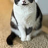Sky joined the competition — help win amazing prizes! cat, black_and_white, green_eyes, sitting, carpet, indoor, pet, fur, whiskers, closeup, animal, cute, domestic_cat, feline, portrait, background_blur, soft_light, floor, attention, curious