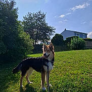 Vegas participe au concours pour gagner de l'argent avec cette photo : dog, leash, grass, tree, bush, house, sky, cloud, sunlight, outdoor, pet, canine, nature, greenery, daytime, animal, fur, standing, happy, backyard