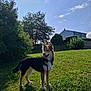 dog, leash, grass, tree, bush, house, sky, cloud, sunlight, outdoor, pet, canine, nature, greenery, daytime, animal, fur, standing, happy, backyard