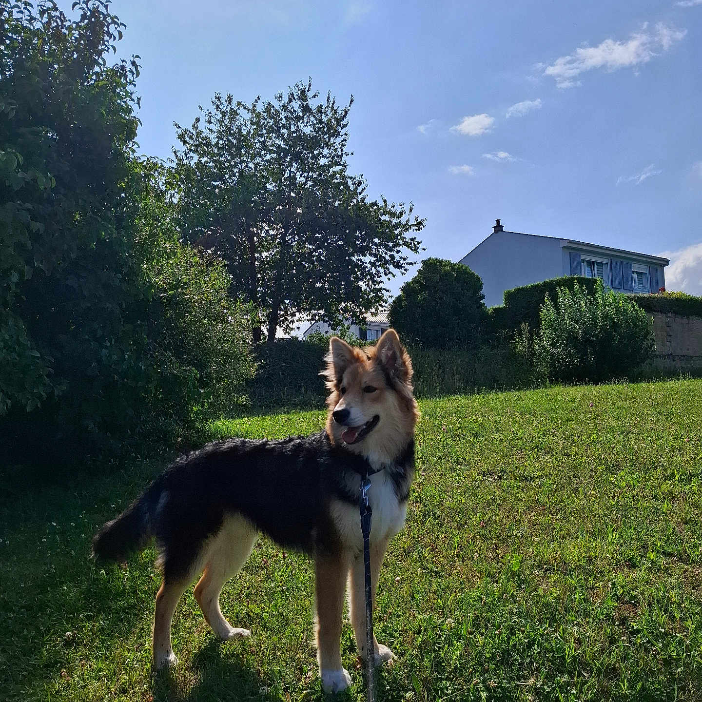 Vegas participe au concours pour gagner de l'argent avec cette photo : animal, backyard, bush, canine, cloud, daytime, dog, fur, grass, greenery, happy, house, leash, nature, outdoor, pet, sky, standing, sunlight, tree