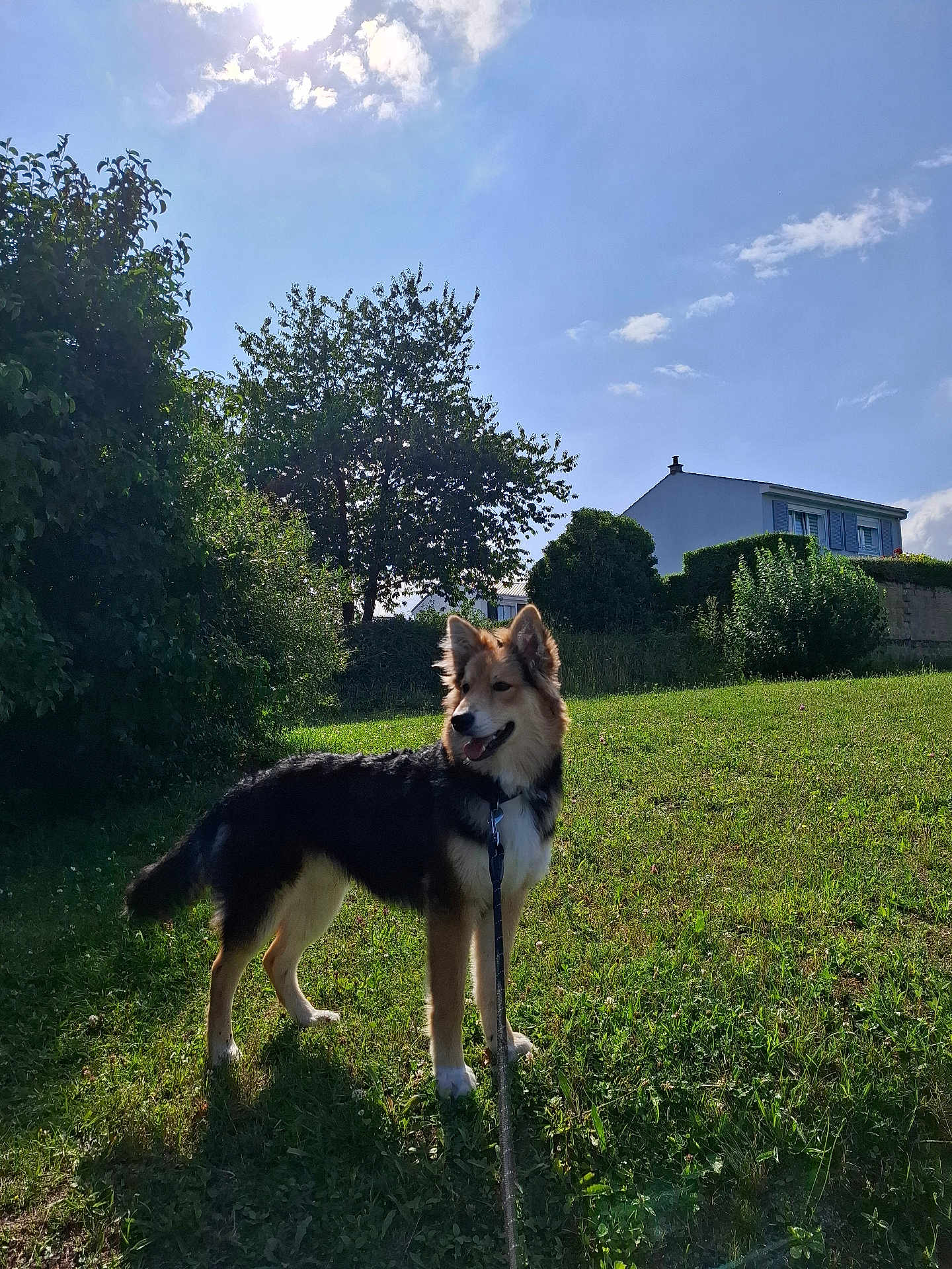 Vegas participe au concours pour gagner de l'argent avec cette photo : dog, leash, grass, tree, bush, house, sky, cloud, sunlight, outdoor, pet, canine, nature, greenery, daytime, animal, fur, standing, happy, backyard
