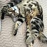 animal, bedspread, blanket, cat, curious, cute, feline, fluffy, indoor, lying_down, paws, pet, relaxed, soft, spotted, striped, tabby, texture, upside_down, whiskers