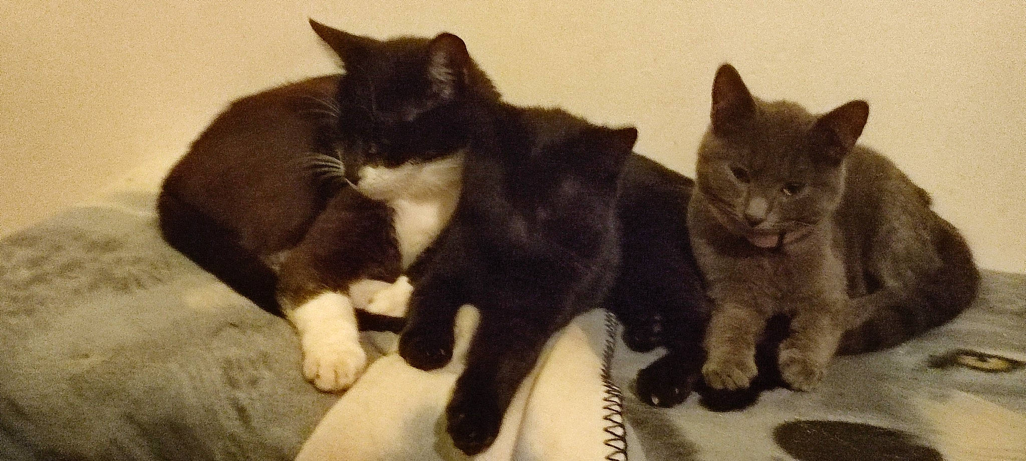 Grisette participe au concours pour gagner de l'argent avec cette photo : black_cat, bombay, carnivore, cat, claw, comfort, domestic_short_haired_cat, felidae, fur, hardwood, mammal, paw, small_to_medium_sized_cats, snout, tail, terrestrial_animal, vertebrate, whiskers