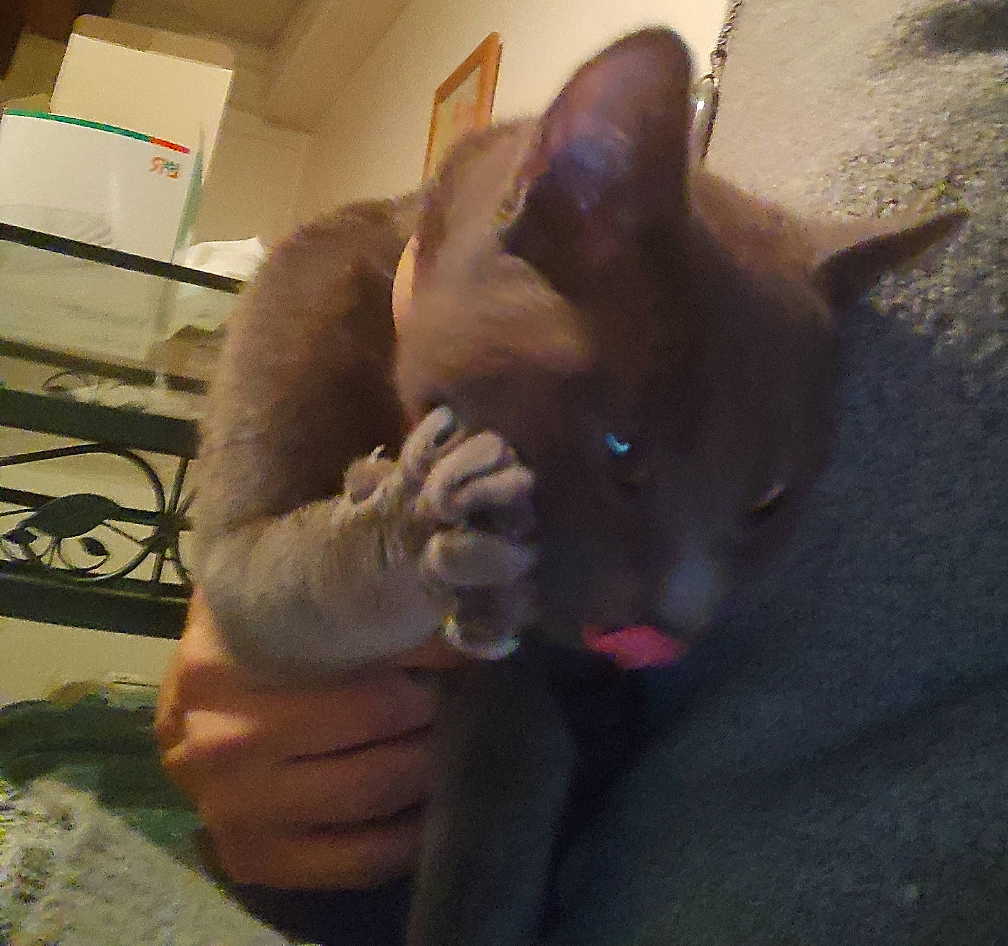 Grisette participe au concours pour gagner de l'argent avec cette photo : balinese, canidae, carnivore, cat, dog_breed, domestic_short_haired_cat, ear, fawn, felidae, finger, fur, gesture, jaw, nail, paw, small_to_medium_sized_cats, snout, tail, thai, whiskers