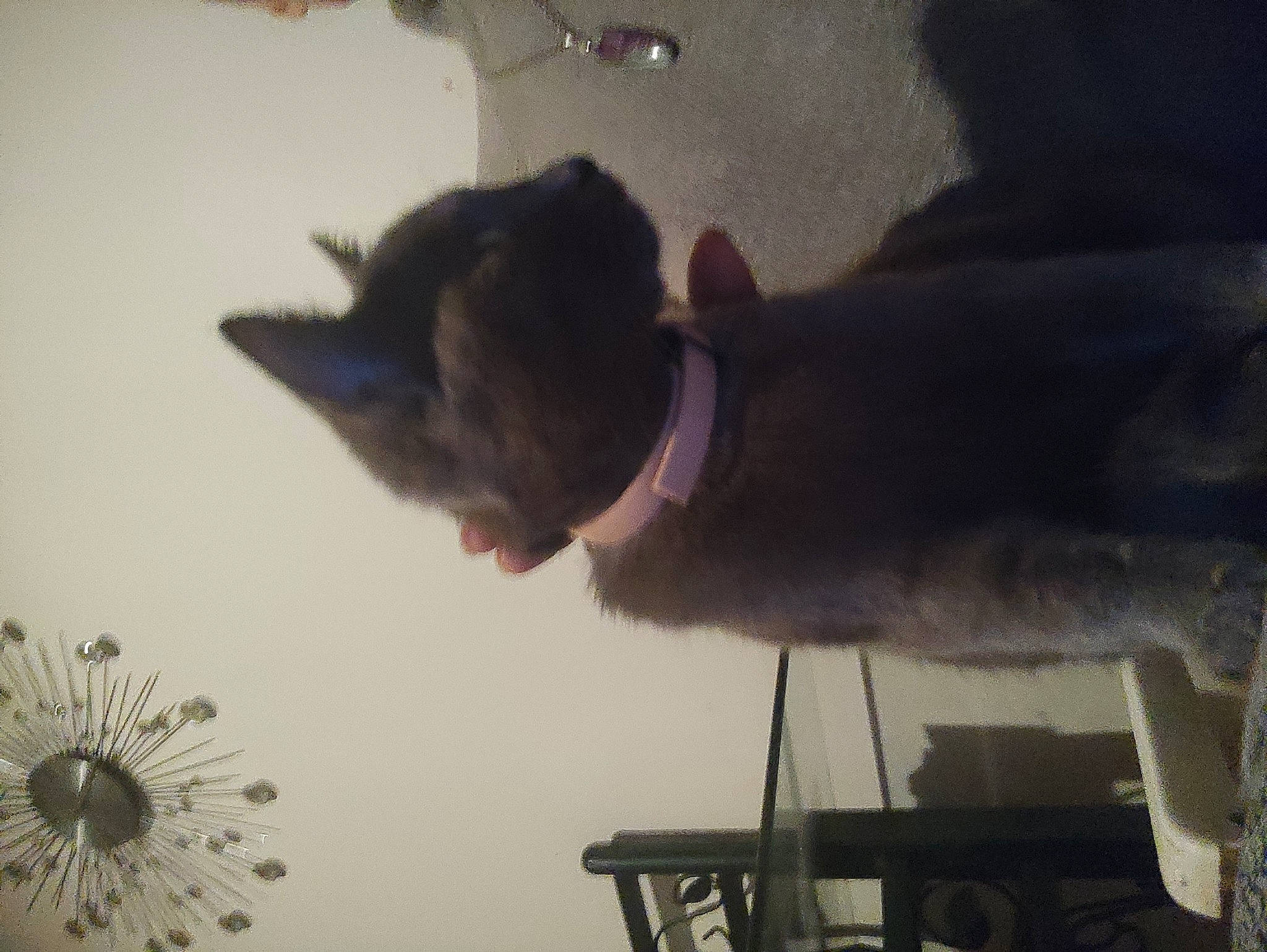 Grisette a rejoint le concours — aidez-le/la à gagner de superbes lots ! audio_equipment, carnivore, collar, companion_dog, dog_breed, domestic_short_haired_cat, event, fashion_accessory, felidae, fur, grey, room, shadow, small_to_medium_sized_cats, tail, tree, visual_arts, whiskers