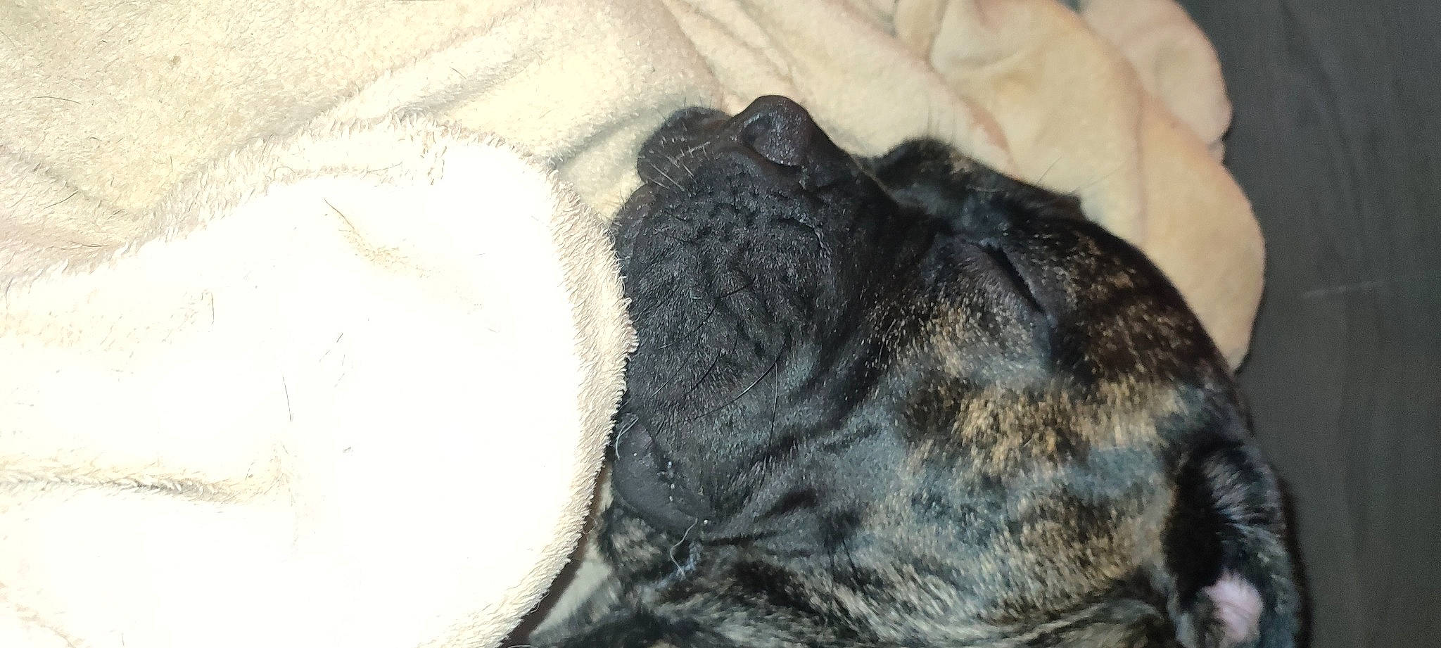 Ula participe au concours pour gagner de l'argent avec cette photo : canidae, carnivore, claw, comfort, companion_dog, dog, dog_breed, fawn, fur, grey, linens, nap, snout, sporting_group, tail, terrestrial_animal, whiskers, wool, working_animal, wrinkle