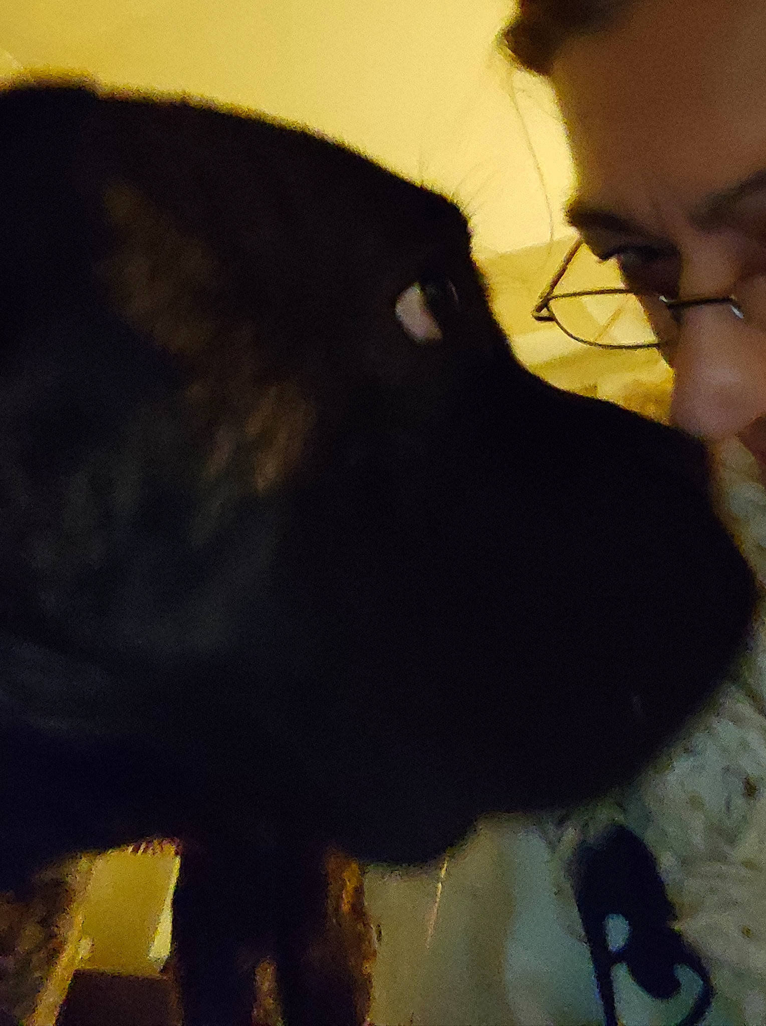 Ula participe au concours pour gagner de l'argent avec cette photo : beard, companion_dog, dog, dog_breed, dog_collar, ear, eyewear, formal_wear, fun, fur, gesture, happy, jaw, nose, personal_protective_equipment, snout, sunglasses, vision_care, whiskers, working_animal