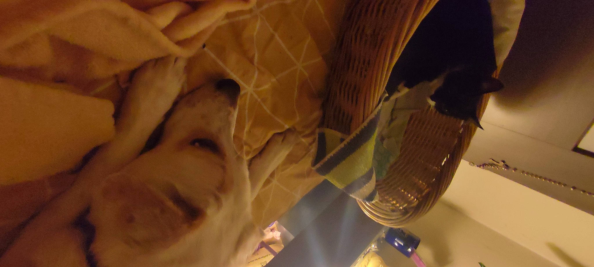 Olympe participe au concours pour gagner de l'argent avec cette photo : art, carving, ceiling, eyewear, glass, headgear, junk_food, lighting_accessory, linens, metal, paper, personal_protective_equipment, room, sculpture, stemware, tints_and_shades, transparent_material, visual_arts, wood