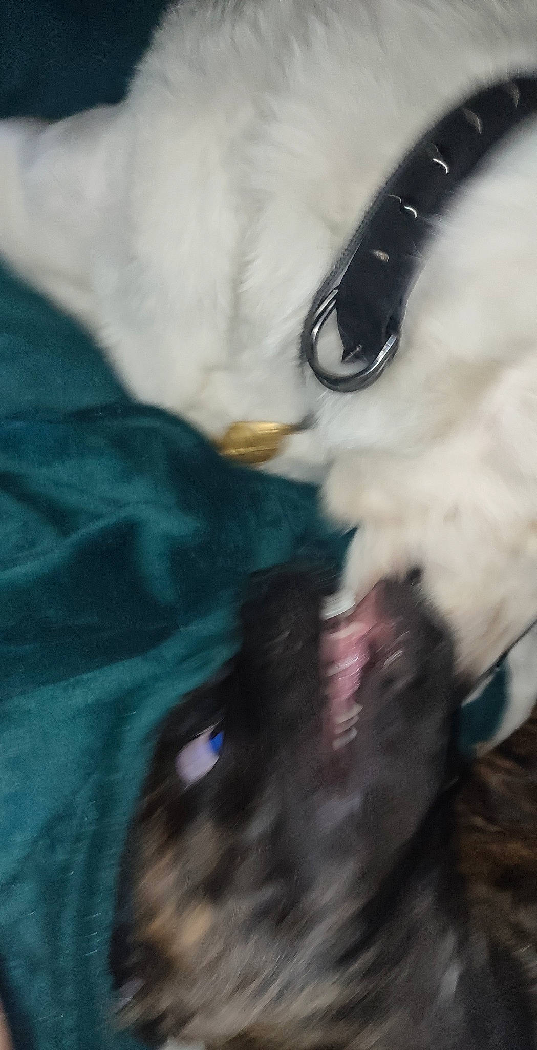 Olympe participe au concours pour gagner de l'argent avec cette photo : auto_part, automotive_exterior, beak, bumper, fashion_accessory, feather, felidae, fur, gesture, glove, hood, human_leg, jaw, personal_protective_equipment, small_to_medium_sized_cats, snout, tail, vehicle_door, whiskers, wing