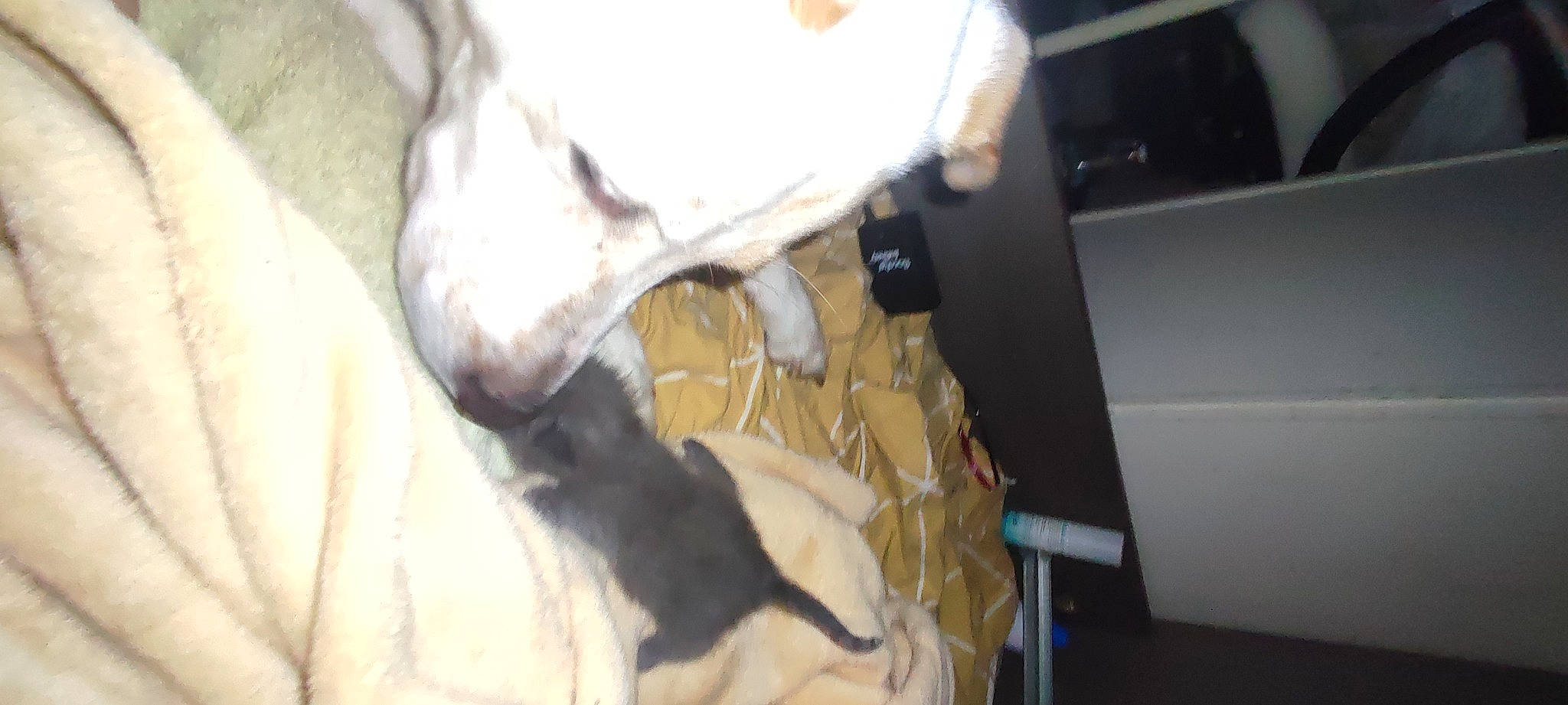 Olympe a rejoint le concours — aidez-le/la à gagner de superbes lots ! bovine, canidae, carnivore, comfort, companion_dog, dairy, dairy_cow, dog_breed, fawn, felidae, fur, goats, human_leg, livestock, small_to_medium_sized_cats, snout, sporting_group, tail, wood, working_animal