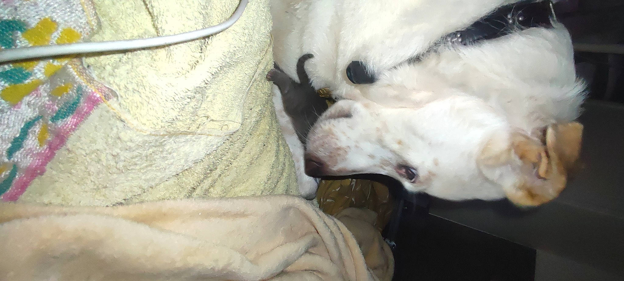 Olympe a rejoint le concours — aidez-le/la à gagner de superbes lots ! canidae, carnivore, comfort, companion_dog, dalmatian, dog, dog_breed, fawn, felidae, fur, guard_dog, maremma_sheepdog, non_sporting_group, paw, polish_tatra_sheepdog, puppy, snout, sporting_group, whiskers, working_animal