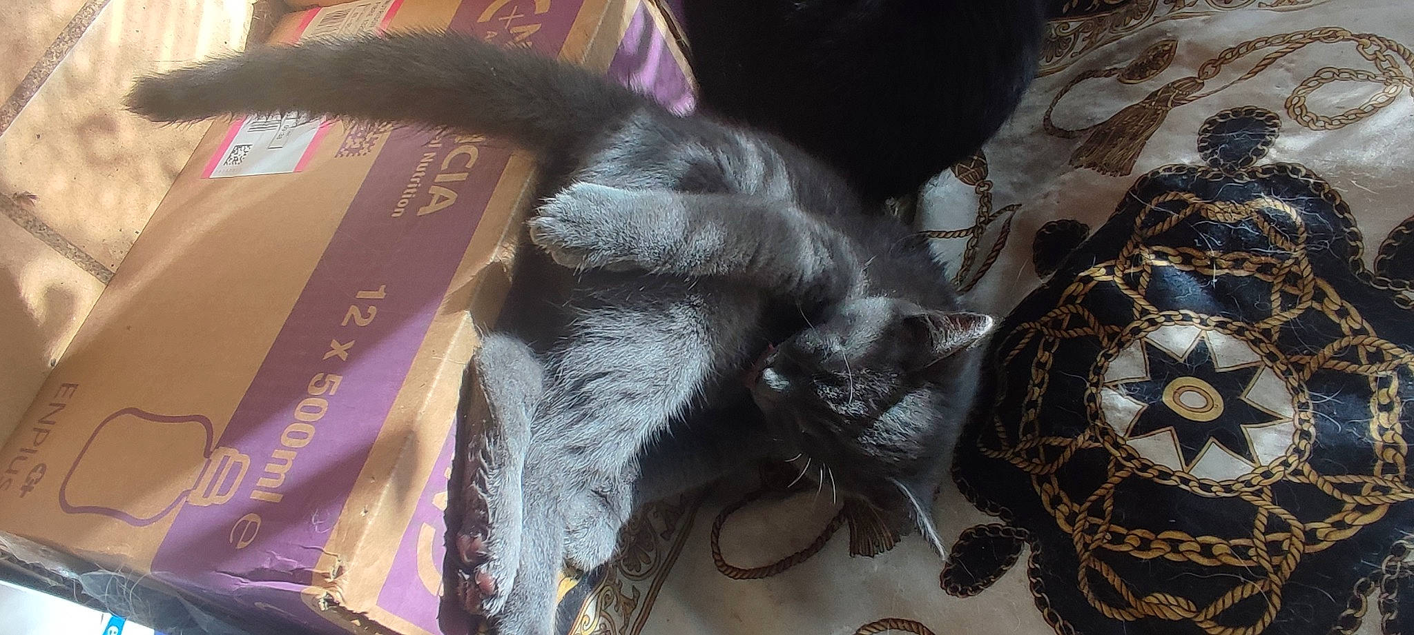 Poupette participe au concours pour gagner de l'argent avec cette photo : canidae, carnivore, cat, claw, comfort, domestic_short_haired_cat, fashion_accessory, felidae, fur, grey, liver, magenta, paw, small_to_medium_sized_cats, tail, vertebrate, whiskers