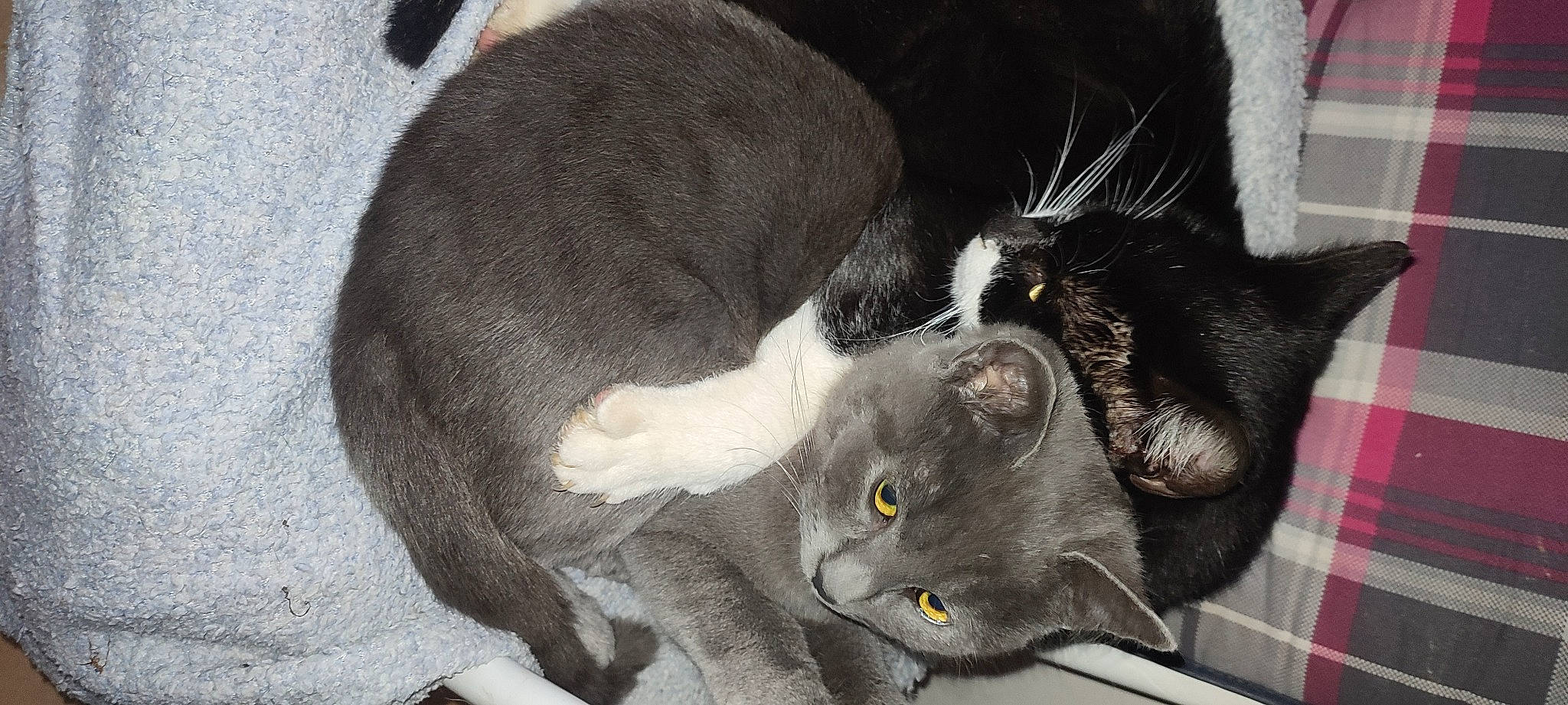 Poupette participe au concours pour gagner de l'argent avec cette photo : black_cat, canidae, carnivore, cat, claw, comfort, dog_breed, domestic_short_haired_cat, ear, felidae, fur, grey, nap, paw, sleep, small_to_medium_sized_cats, snout, tail, whiskers