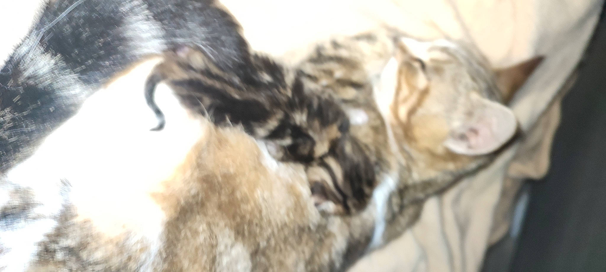 Lily participe au concours pour gagner de l'argent avec cette photo : beak, big_cats, canidae, carnivore, claw, companion_dog, dog_breed, domestic_short_haired_cat, feather, felidae, fur, paw, small_to_medium_sized_cats, snout, sporting_group, tail, terrestrial_animal, toy, whiskers, wildlife