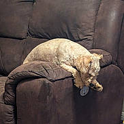 Bruno joined the competition — help win amazing prizes! dog, couch, brown_couch, furniture, indoor, pet, animal, paw, relaxed, light_fur, scruffy, curious, home, living_room, resting, cozy, armrest, domestic_animal, canine, playful